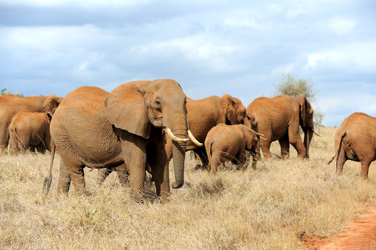 Elephant in National park of Kenya