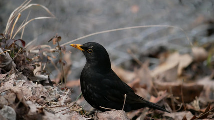 Schwarzer Vogel