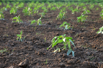 agricultural plantations of Yardlong bean, new planting