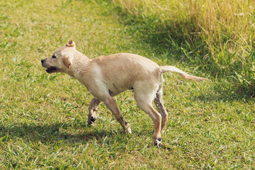 A series of images of a white labrador retriever puppy shaking water of him, with a grassy background.