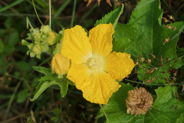 Close up of pumkin flower.