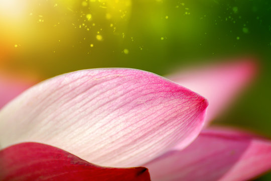 Fototapeta Close up of lotus flower with light.