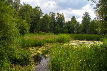 Summer landscape