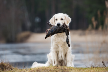 golden retriever dog holding a duck