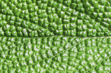 Pattern of green leaf texture for background .