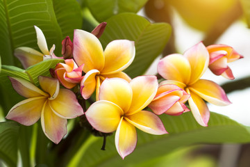 frangipani flower