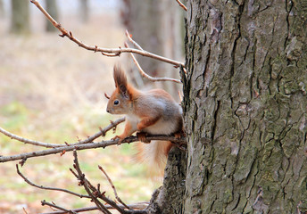 squirrel looking for nuts