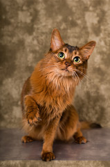 Somali cat portrait