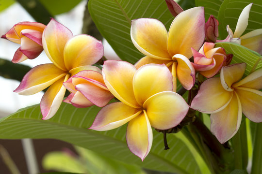 Fototapeta frangipani flower