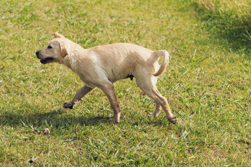 A series of images of a white labrador retriever puppy shaking water of him, with a grassy background.