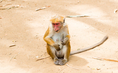 monkey in the royal park in Sri Lanka