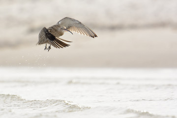 Großer Brachvogel hebt am STrand ab