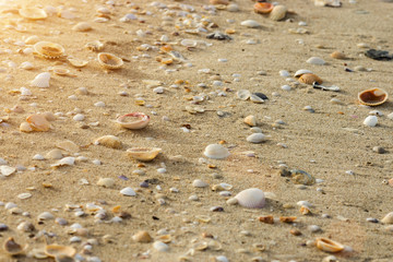 seashell on a beach in the summer with sun light.