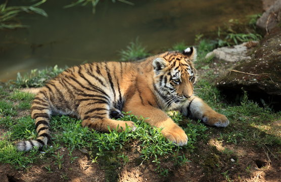 jeune tigre du Bengale