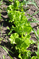 Row of young green salad lettuce growing in garden