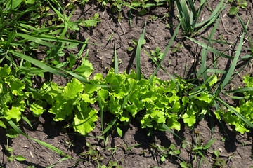Green salad lettuce growing in garden