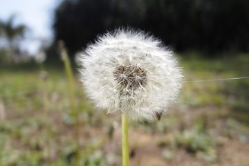 タンポポの綿毛