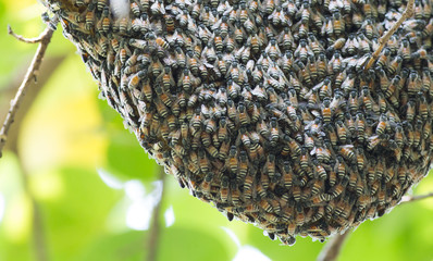 Honeycomb on bough of tree in the garden / Selective focus.