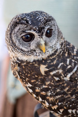 Little owl
