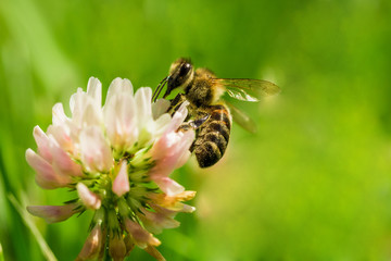 Closeup of bee at work on white clover flower collecting pollen