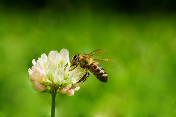 Closeup of bee at work on white clover flower collecting pollen