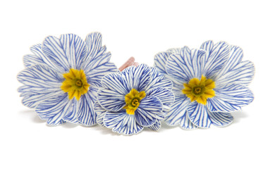 Obraz premium Primrose flower isolated