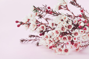 Chamelaucium or waxflower on pink background.