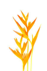 Beautiful Heliconia flower blooming on isolate white background.