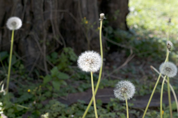 タンポポの綿毛
