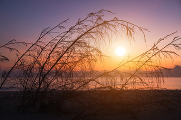 Obraz premium Soft focus of pine tree on the beach with sunrise.