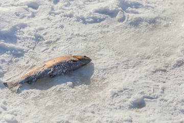 Fish in the snow. Winter fishing.