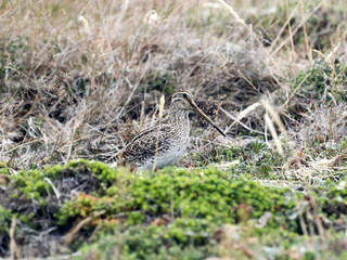  South American Snipe, Gallinago magellanica paraguaiae is endemic bird, Carcass, Falklands / Malvinas
