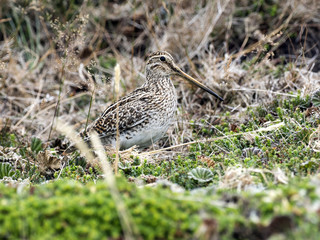 Fototapeta premium South American Snipe, Gallinago magellanica paraguaiae is endemic bird, Carcass, Falklands / Malvinas