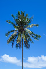 The coconut tree with blue sky.