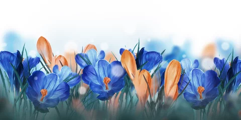 Crédence de cuisine en verre imprimé Crocus Crocus bleu et jaune et perce-neige avec saule. Papillons sur fond de fleurs printanières ..