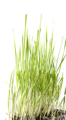 green grass isolated on white background