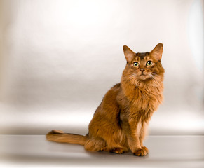 Somali cat portrait