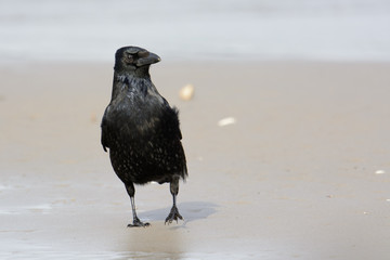 Kolkrabe am Strand auf Nahrungssuche