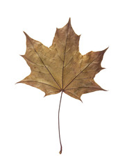 Maple leaf isolated on white background