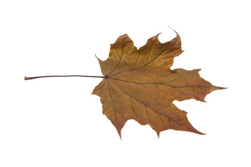 Maple leaf isolated on white background