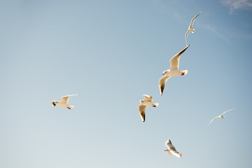 Seagulls flying in sky over the sea waters