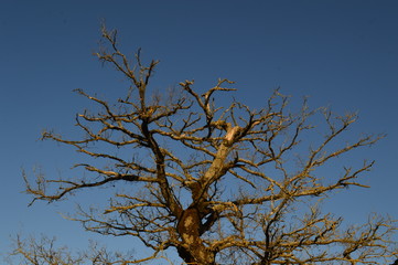 Chêne en hiver