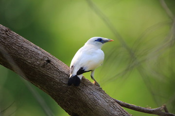 Bali myna (Leucopsar rothschildi) in Bari barat National Park, Bali island, Indonesia