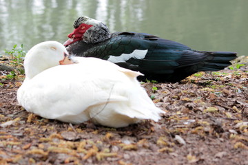 Fototapeta premium cigno