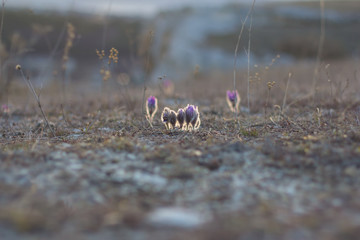 flower pulsatilla patens  blooms