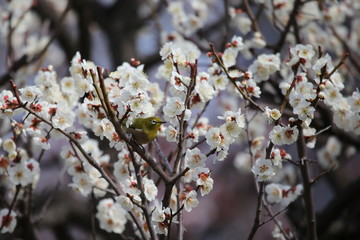 梅の花とメジロ