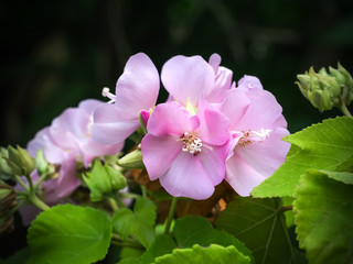 Pink Dombeya flower. (Dombeya elegans)