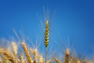 Wheat field on the background of the setting sun. majestic rural landscape. Rich harvest Concept. small depth of field. Soft lighting effects. retro style. vintage creative effect