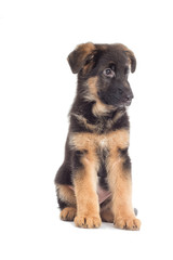 German Shepherd Puppy looking