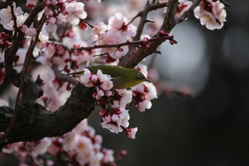 梅の花とメジロ